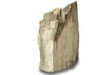 Polished, Petrified Wood (Metasequoia) Stand Up - Oregon #263748-1